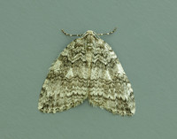 70.107 BF1795 November Moth agg Epirrita dilutata