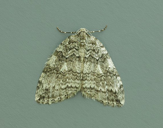 70.107 BF1795 November Moth agg Epirrita dilutata