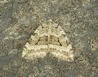 70.107 BF1795 November Moth agg Epirrita dilutata
