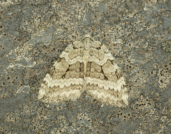 70.107 BF1795 November Moth agg Epirrita dilutata