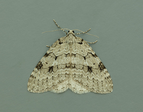 70.109 BF1797 Autumnal Moth Epirrita autumnata