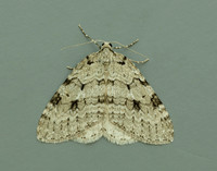70.109 BF1797 Autumnal Moth Epirrita autumnata