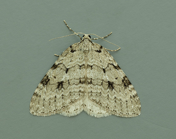 70.109 BF1797 Autumnal Moth Epirrita autumnata