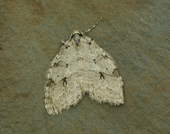 70.109 BF1797 Autumnal Moth Epirrita autumnata