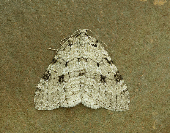 70.109 BF1797 Autumnal Moth Epirrita autumnata