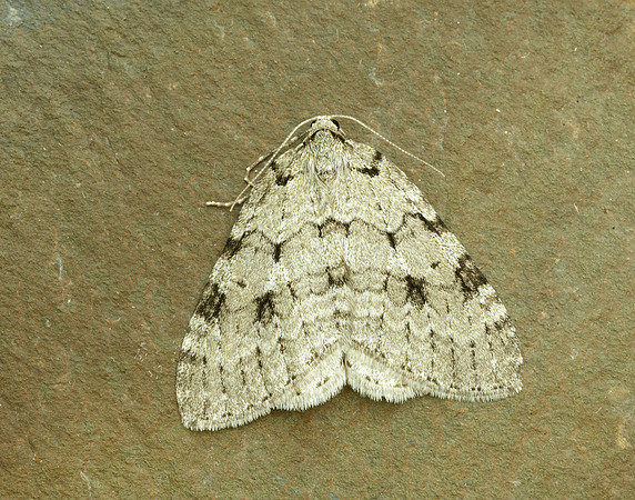 70.109 BF1797 Autumnal Moth Epirrita autumnata