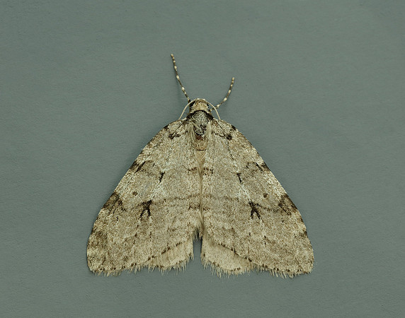 70.109 BF1797 Autumnal Moth Epirrita autumnata