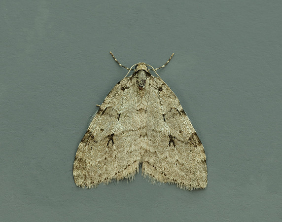 70.109 BF1797 Autumnal Moth Epirrita autumnata