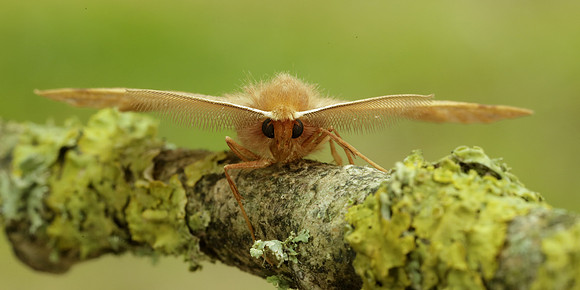 70.244 BF1923 Feathered Thorn Colotois pennaria