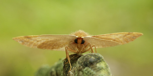 70.244 BF1923 Feathered Thorn Colotois pennaria