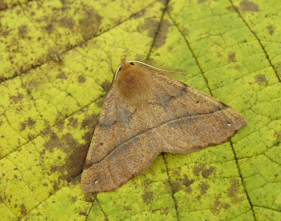 70.244 BF1923 Feathered Thorn Colotois pennaria