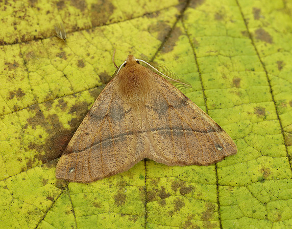 70.244 BF1923 Feathered Thorn Colotois pennaria