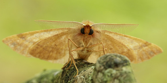 70.244 BF1923 Feathered Thorn Colotois pennaria