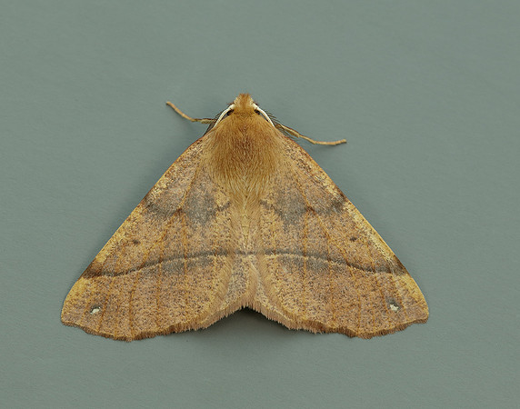70.244 BF1923 Feathered Thorn Colotois pennaria