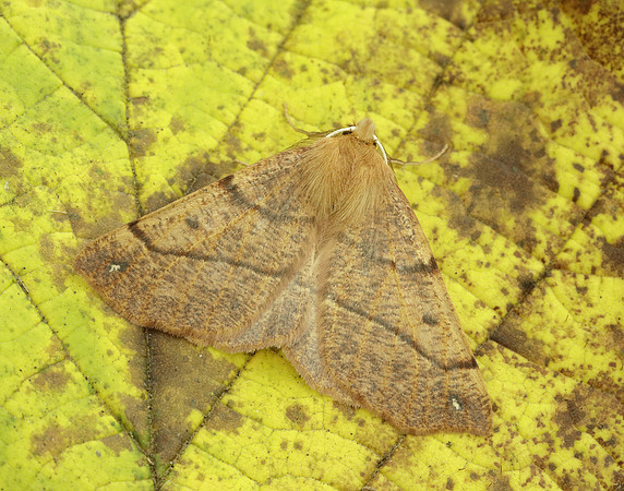 70.244 BF1923 Feathered Thorn Colotois pennaria