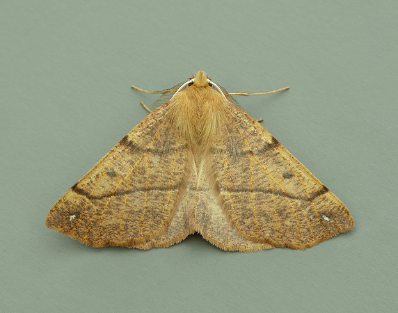 70.244 BF1923 Feathered Thorn Colotois pennaria