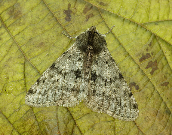 70.247 BF1926 Pale Brindled Beauty Phigalia pilosaria