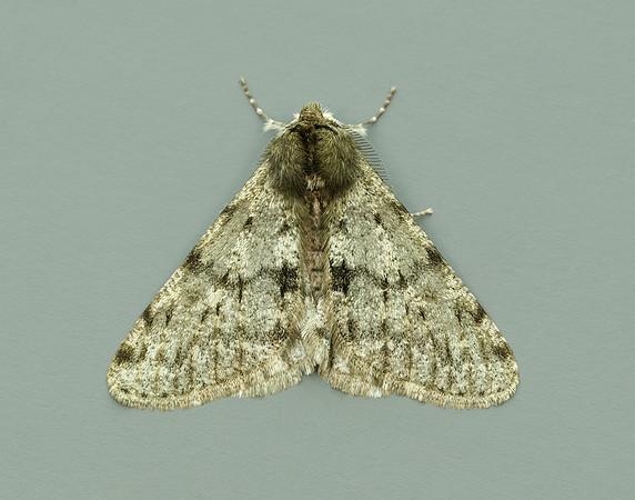 70.247 BF1926 Pale Brindled Beauty Phigalia pilosaria