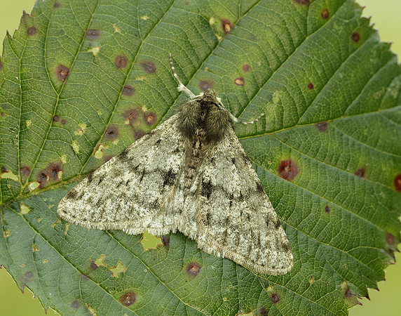 70.247 BF1926 Pale Brindled Beauty Phigalia pilosaria