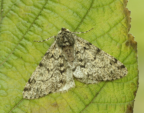 70.247 BF1926 Pale Brindled Beauty Phigalia pilosaria