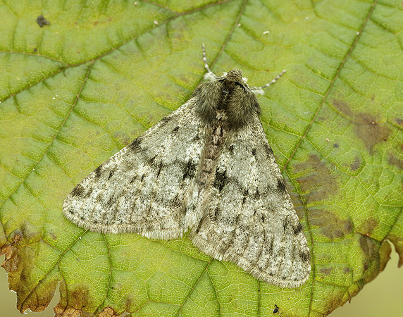 70.247 BF1926 Pale Brindled Beauty Phigalia pilosaria