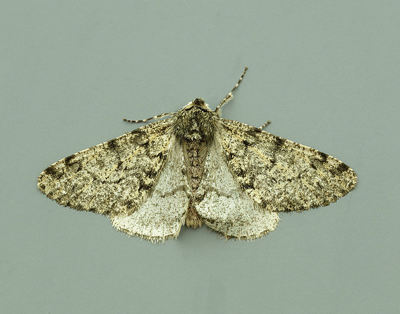 70.247 BF1926 Pale Brindled Beauty Phigalia pilosaria