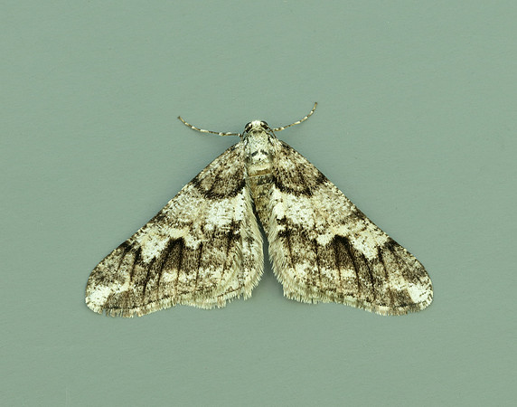 70.253 BF1932 Spring Usher Agriopis leucophaearia