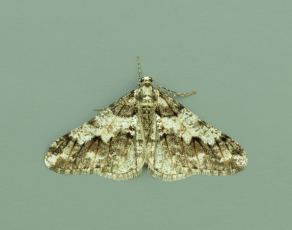 70.253 BF1932 Spring Usher Agriopis leucophaearia