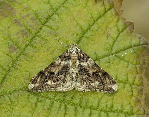 70.253 BF1932 Spring Usher Agriopis leucophaearia