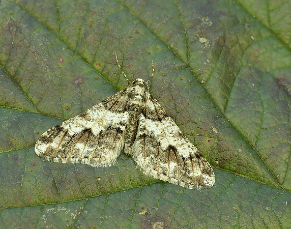 70.253 BF1932 Spring Usher Agriopis leucophaearia