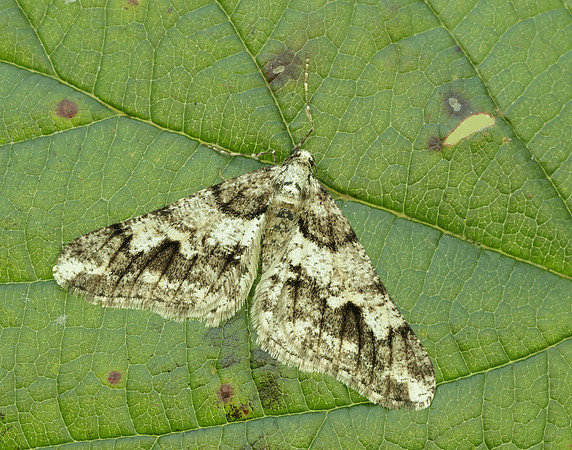 70.253 BF1932 Spring Usher Agriopis leucophaearia