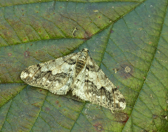 70.253 BF1932 Spring Usher Agriopis leucophaearia