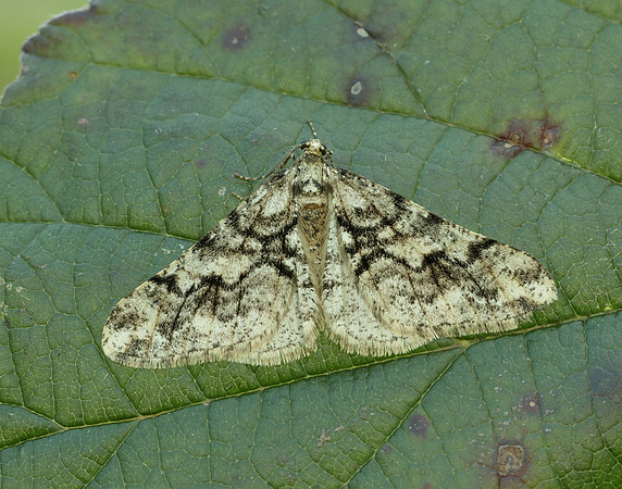 70.253 BF1932 Spring Usher Agriopis leucophaearia