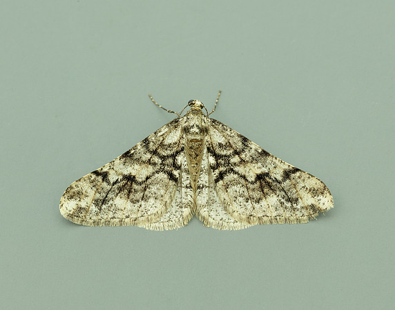 70.253 BF1932 Spring Usher Agriopis leucophaearia