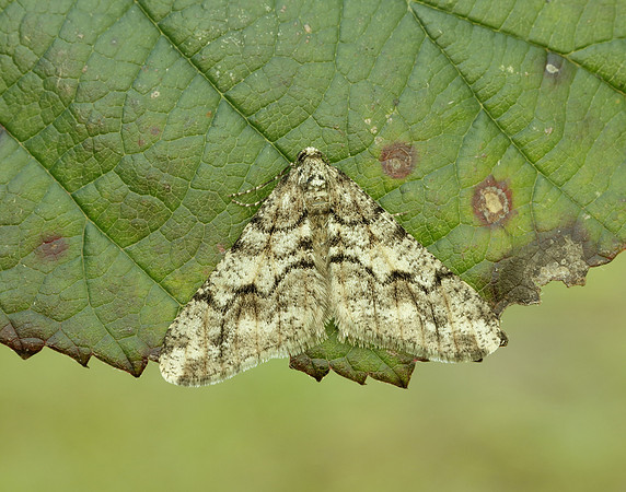 70.253 BF1932 Spring Usher Agriopis leucophaearia