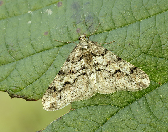 70.253 BF1932 Spring Usher Agriopis leucophaearia