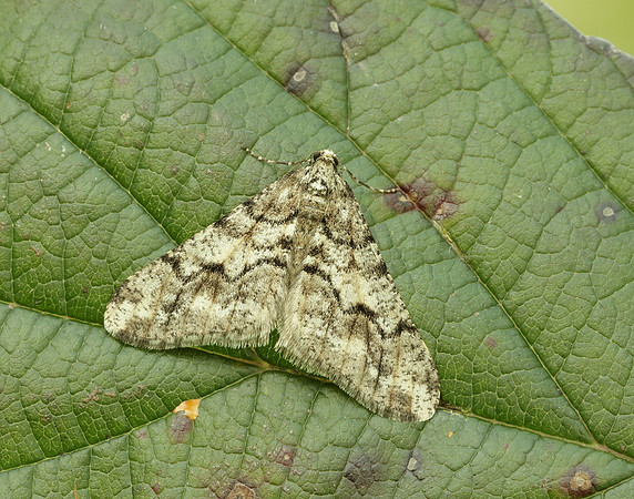 70.253 BF1932 Spring Usher Agriopis leucophaearia