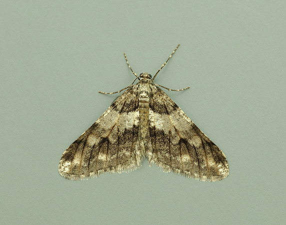 70.253 BF1932 Spring Usher Agriopis leucophaearia