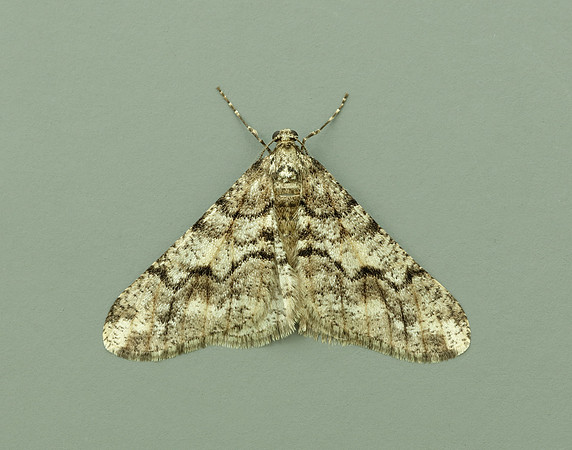 70.253 BF1932 Spring Usher Agriopis leucophaearia