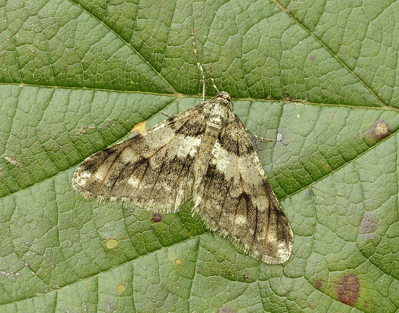 70.253 BF1932 Spring Usher Agriopis leucophaearia