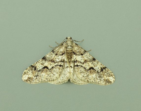 70.253 BF1932 Spring Usher Agriopis leucophaearia