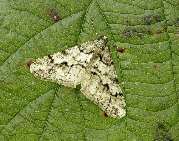 70.253 BF1932 Spring Usher Agriopis leucophaearia