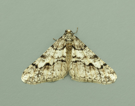 70.253 BF1932 Spring Usher Agriopis leucophaearia