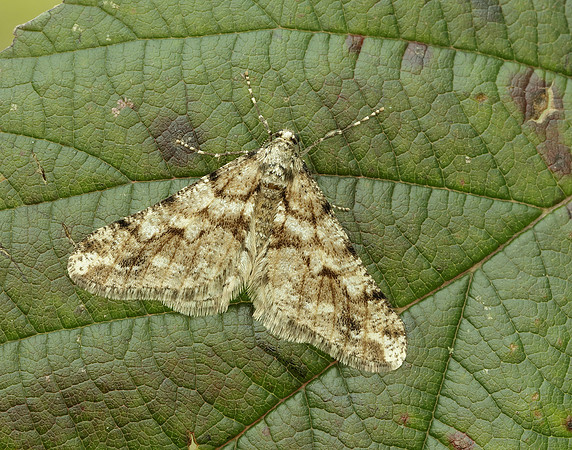 70.253 BF1932 Spring Usher Agriopis leucophaearia