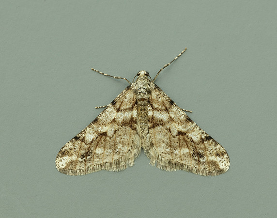 70.253 BF1932 Spring Usher Agriopis leucophaearia