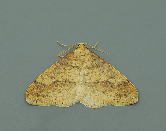 70.254 BF1933 Scarce Umber Agriopis aurantiaria
