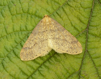 70.254 BF1933 Scarce Umber Agriopis aurantiaria