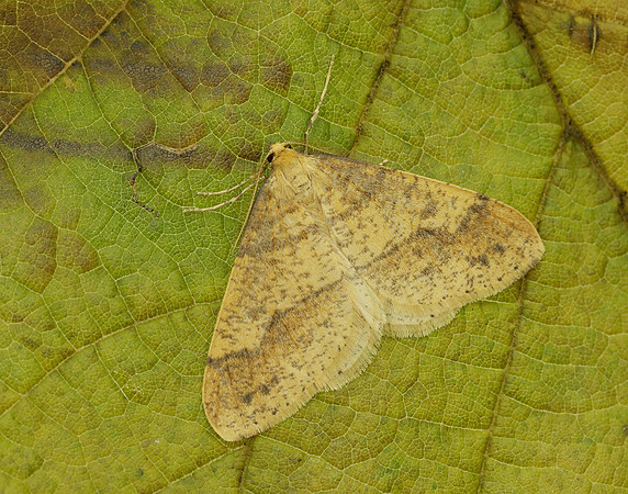 70.254 BF1933 Scarce Umber Agriopis aurantiaria