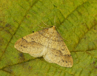 70.254 BF1933 Scarce Umber Agriopis aurantiaria