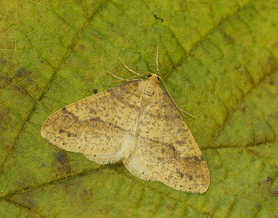 70.254 BF1933 Scarce Umber Agriopis aurantiaria